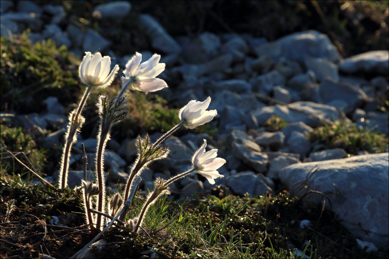 f pulsatilla alpina 5W8A6310 W.jpg