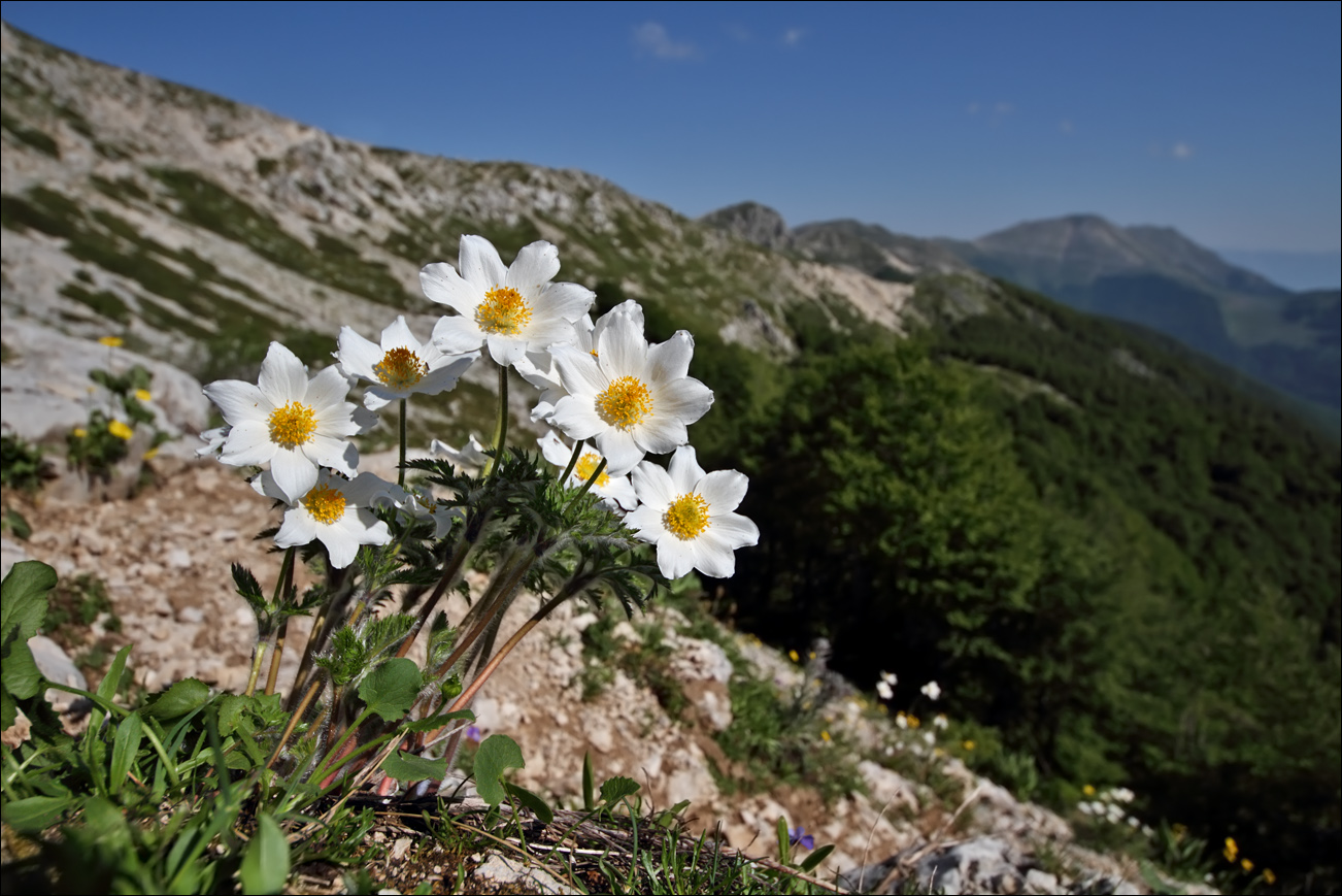 f pulsatilla IMG_3200.jpg