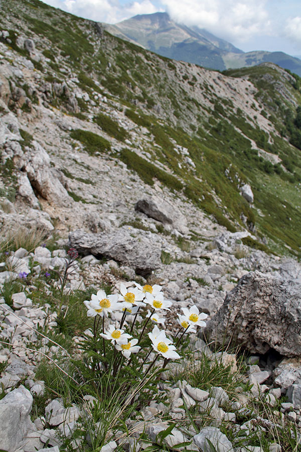 f pulsatilla IMG_5747.jpg