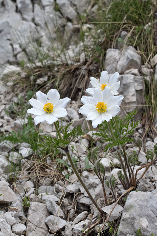 f pulsatilla IMG_6189.jpg