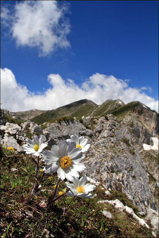 f pulsatilla passeggio.jpg