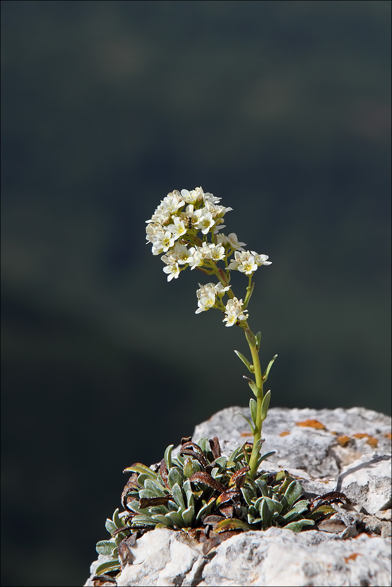 f Saxifraga lingulata Bellardi subsp. australis (Moric.)  IMG_0223.jpg