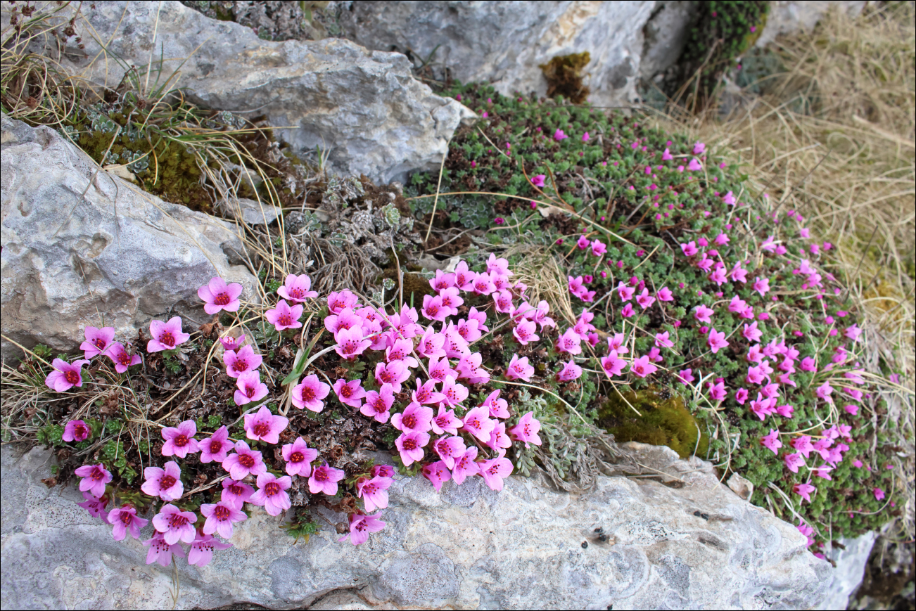 F Saxifraga oppositifolia BX5A5571 W.jpg