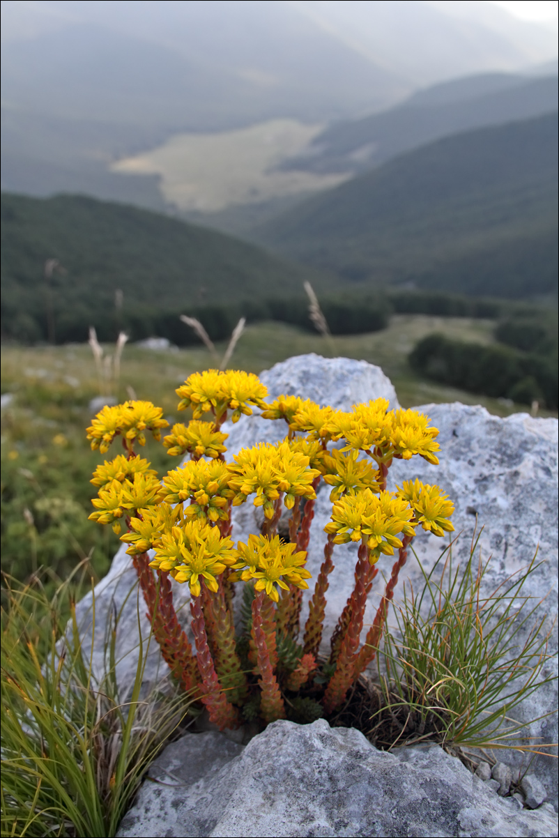 F Sedum rupestre IMG_6964.jpg