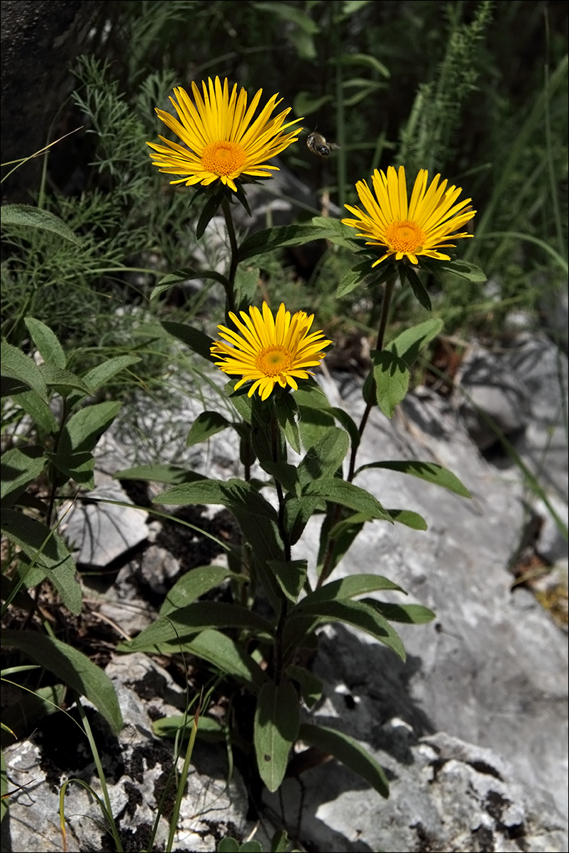 f Senecio fuchsii IMG_6526.jpg