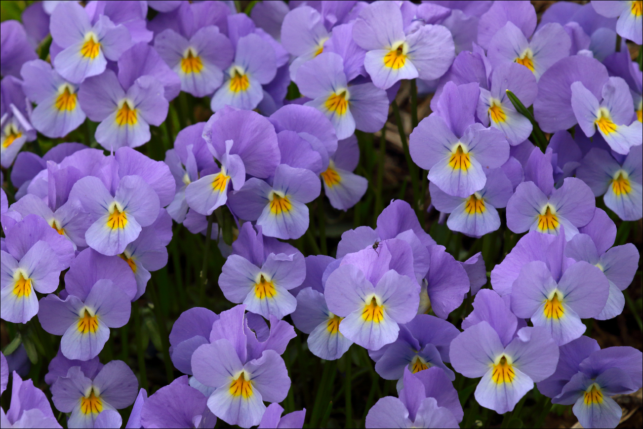 f viola di eugenia 5W8A6294 W.jpg