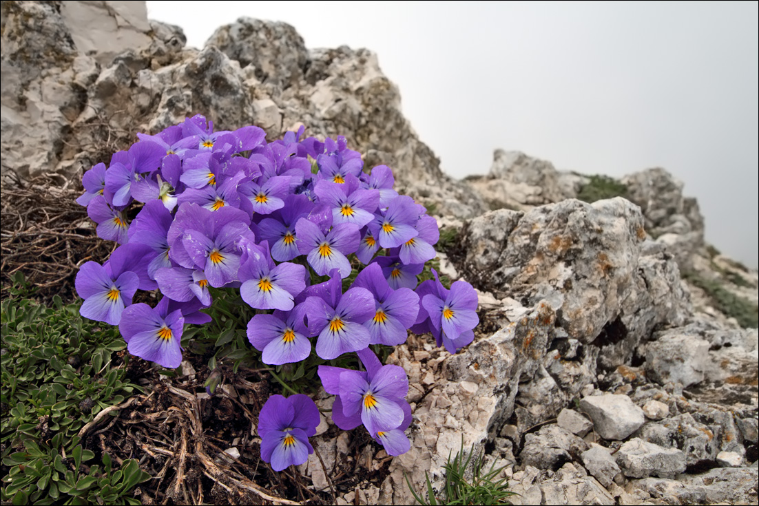 f viola di eugenia IMG_5021.jpg