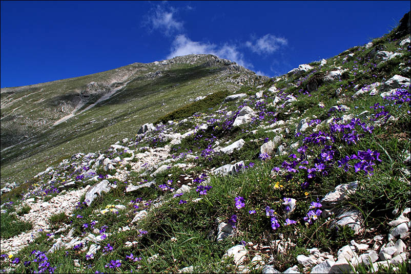 f viola eugeniae subsp. eugeniae.jpg