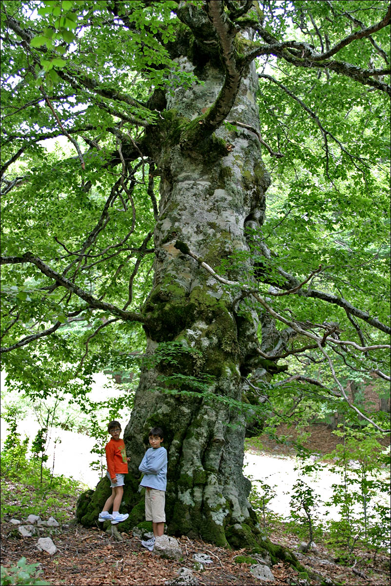 faggio monumentale brecciara.jpg