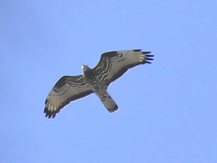 falco pecchiaiolo (6) m.jpg