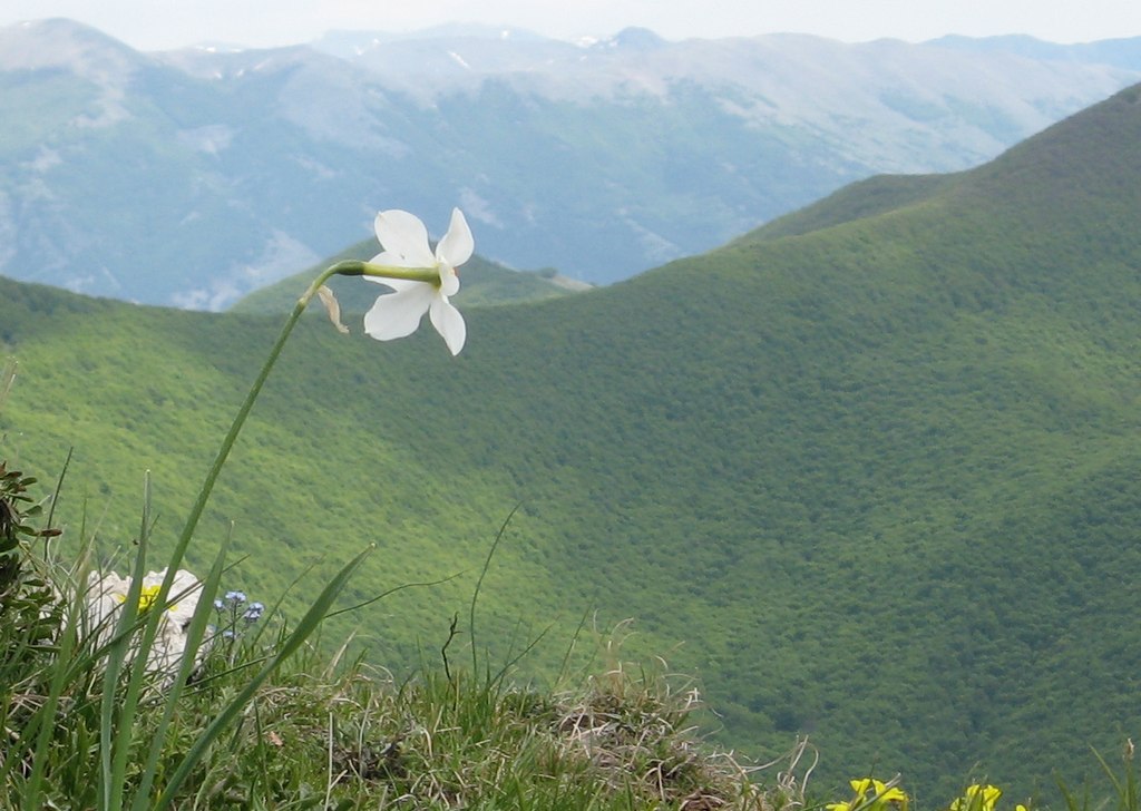 flora scalelle solitario.jpg