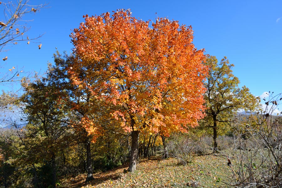 Foliage 2014 c.jpg