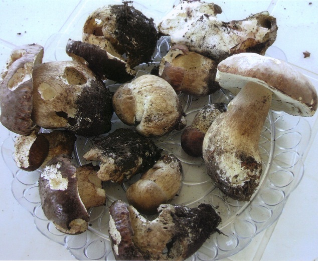 funghi porcini grandezza media.jpg