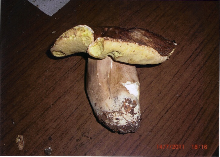 funghi porcini grandezza molto grande.jpg