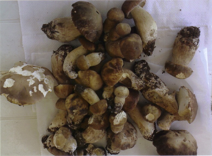 funghi porcini grandezza piccola.jpg