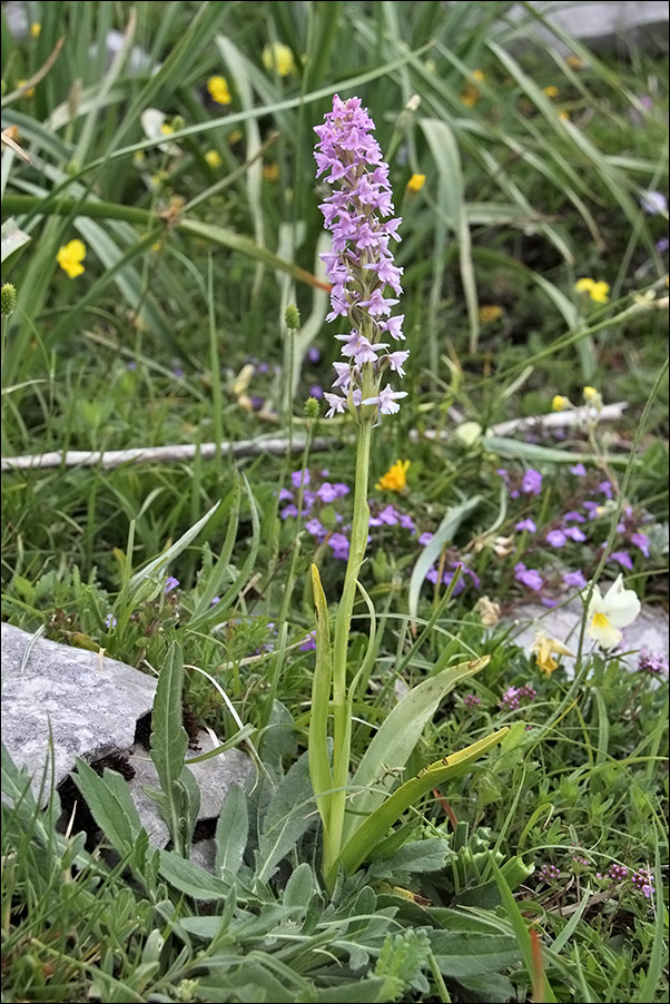 Gymnadenia conopsea IMG_4578.jpg