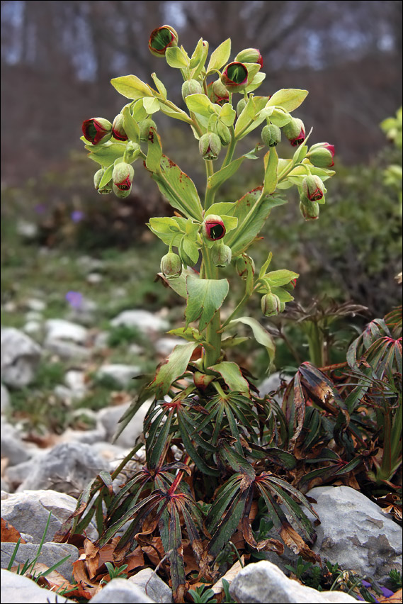 helleborus_foetidus.jpg