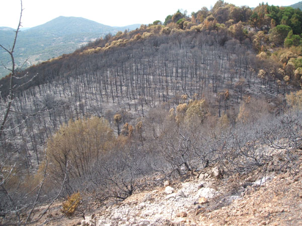 incendio vico 3.jpg