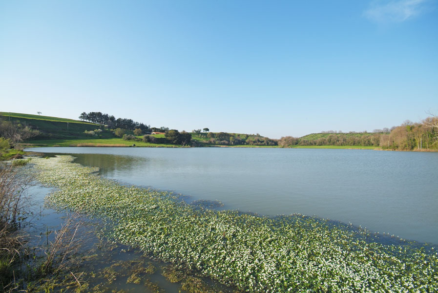 Lago di Giulianello-ranunculus peltatus.jpg