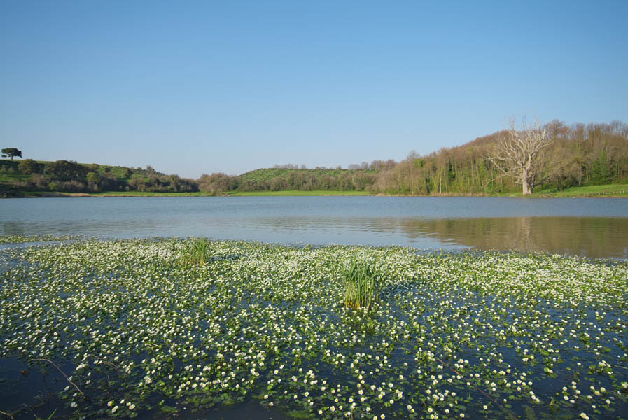 Lago di Giulianello-ranunculus peltatus 2.jpg