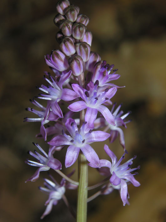 liliaceae-scilla autumnalis.jpg