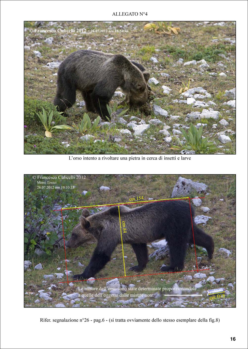 L'orso sui Monti Ernici-17.jpg