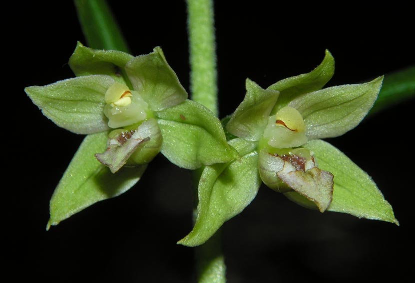 orchidaceae-epipactis helleborine.jpg