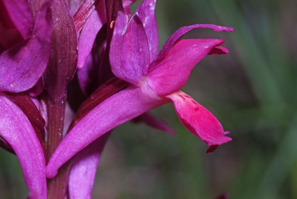 orchidaceae-orchis sambucina.jpg