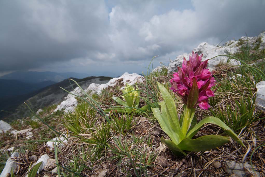 orchidaceae-orchis sambucina b.jpg