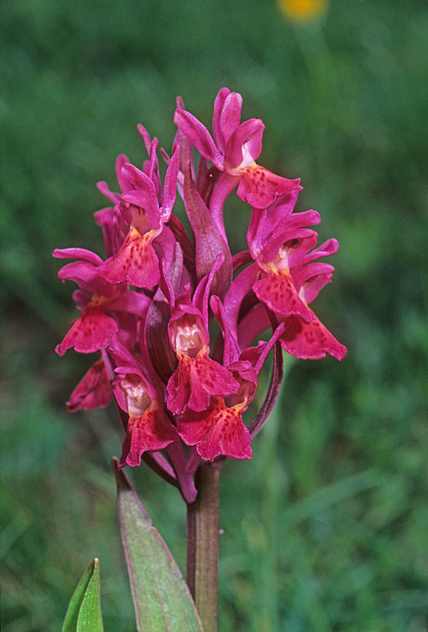 orchidaceae-orchis sambucina c.jpg