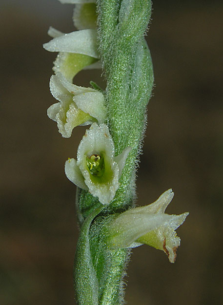 orchidaceae-spiranthes spiralis.jpg