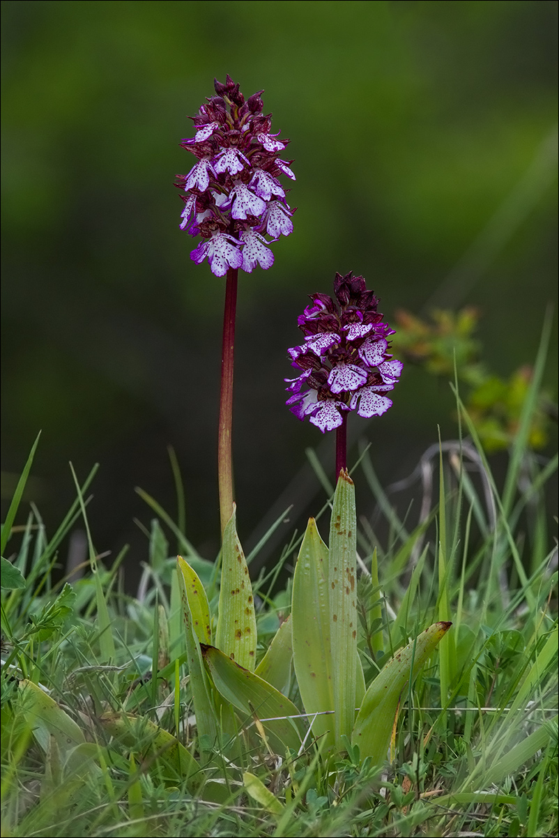 orchidea maggiore IMG_4000.jpg