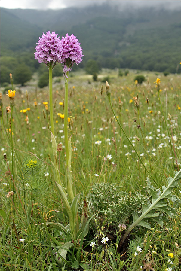 Orchis tridentata IMG_4532.jpg