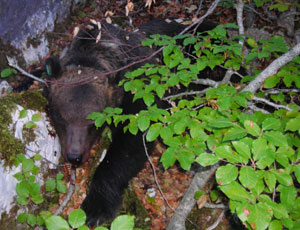 orso.jpg