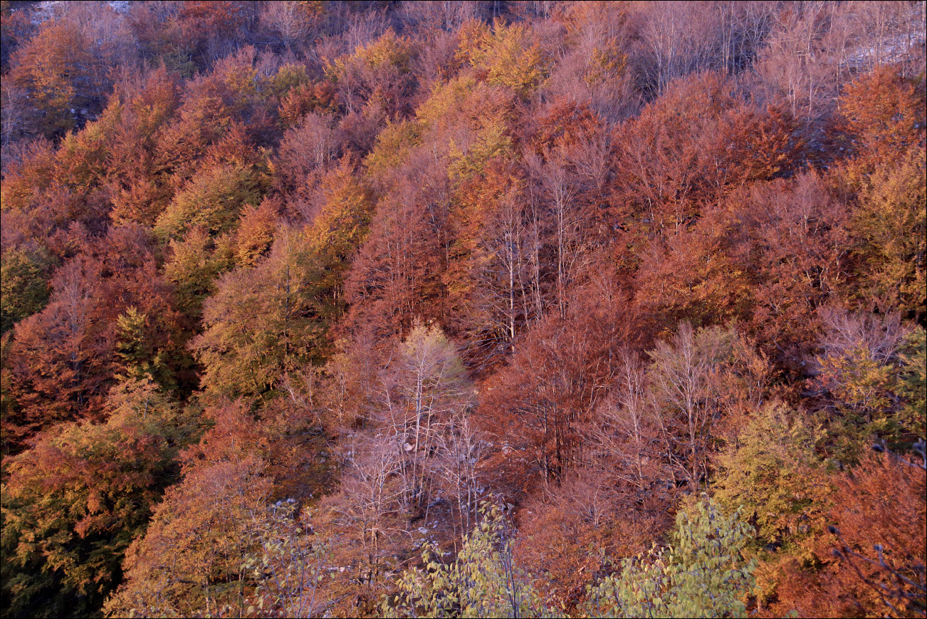p autunno 5W8A0092.jpg