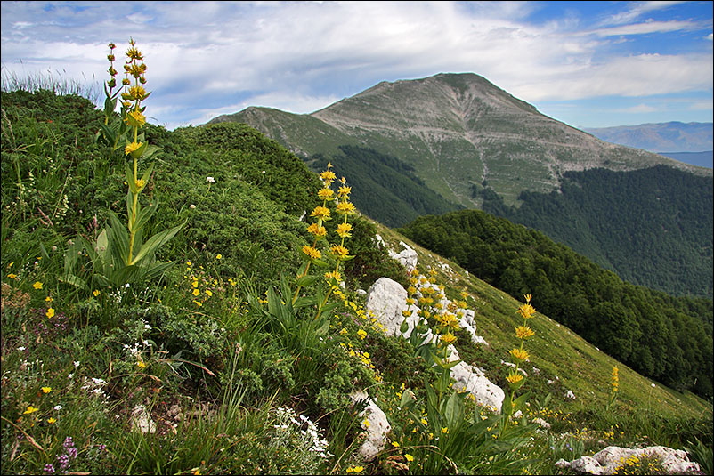 p gentiana_lutea_e_viglio.jpg