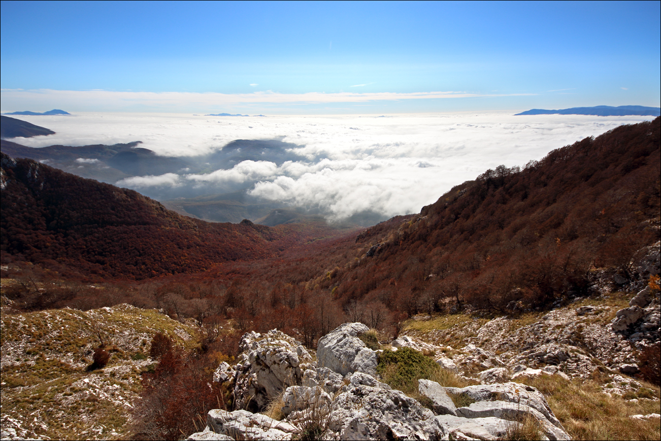 p macchia di vico e nebbia 5W8A0221 W.jpg