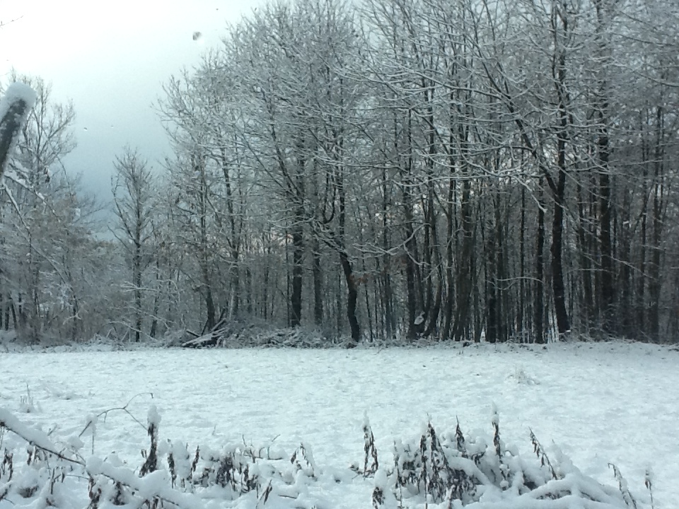 Panorama neve bosco.JPG