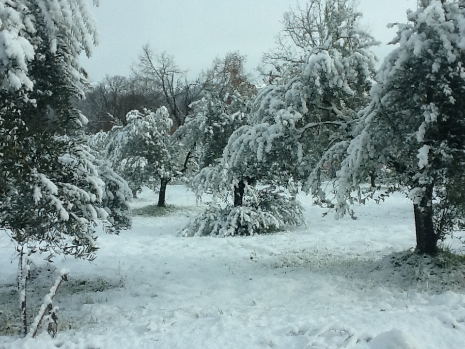 Panorama sulgi ulivi 2.JPG