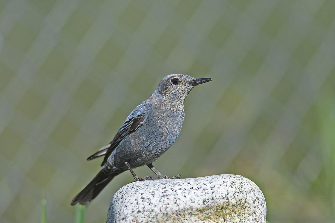 passero solitario ccc.jpg