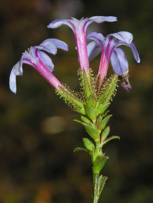 plumbaginaceae-plumbago europaea.jpg