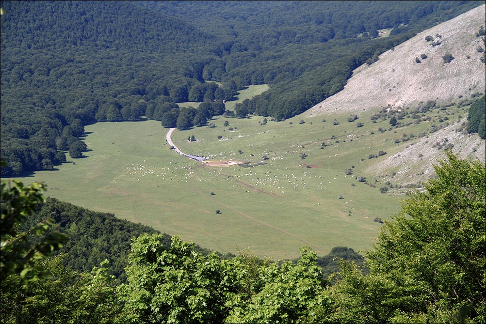 prato_di_campoli_con_armenti_471.jpg