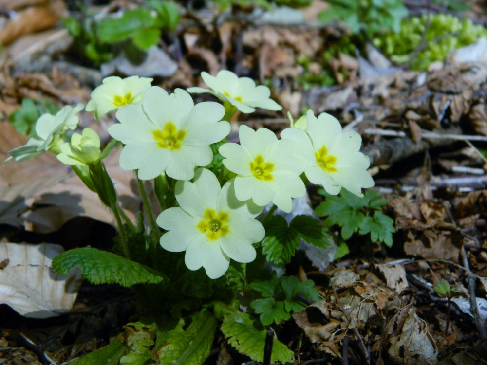 primula24-03-2013.JPG