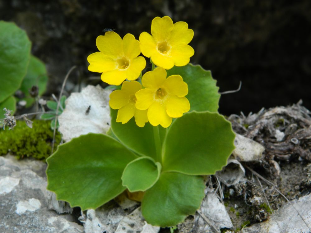 primula orecchia d'orso.jpg