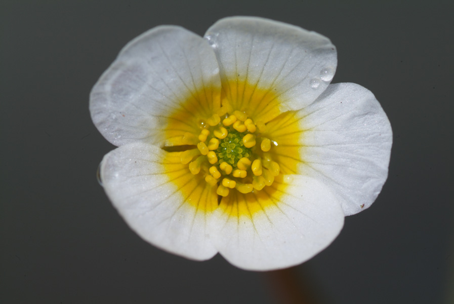 ranunculaceae-ranunculus peltatus  1.jpg