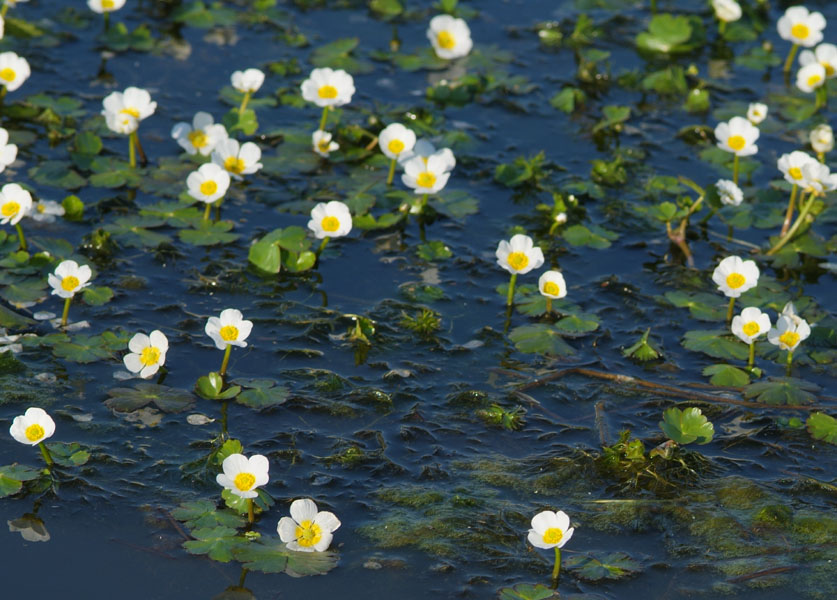 ranunculaceae-ranunculus peltatus  2.jpg