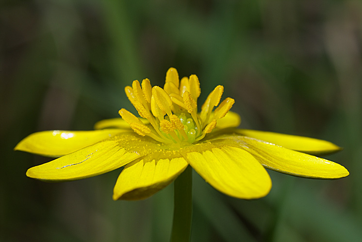 Ranunculus ficaria subsp. ficaria.jpg