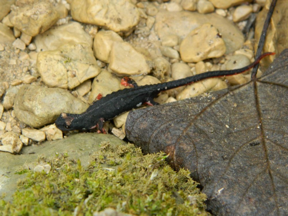 salamandrina.jpg