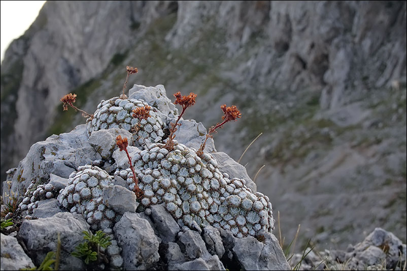 Sempervivum arachnoideum.jpg