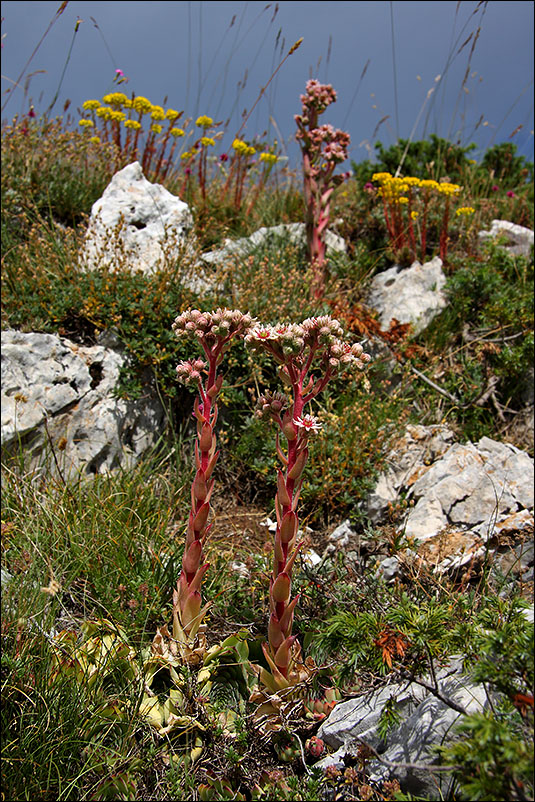 sempervivum_italicum_118.jpg